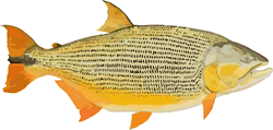 Golden Dorado